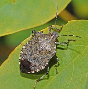 DGX Brown Marmorated Stink Bug Australia blog post DGX