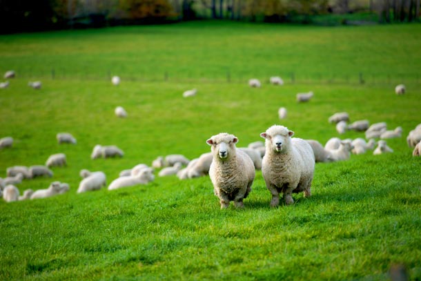 DGX Shipping to New Zealand sheep